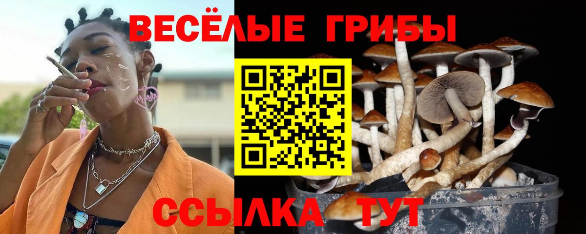 Галлюциногенные грибы Psilocybe Серпухов